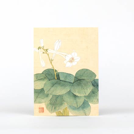 엽서(옥잠화)